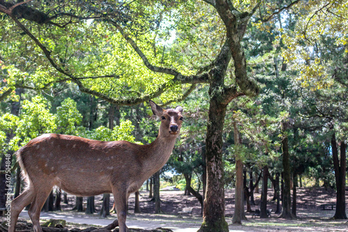 カメラ目線の鹿