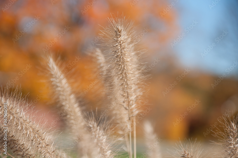 Foxtail grass against orange autumn trees 3