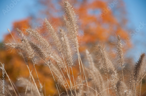 Foxtail grass against orange autumn trees 1 photo