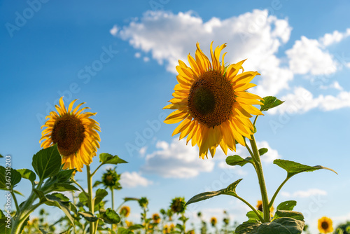 Couple of sunflowers on a background of blue sky with clouds