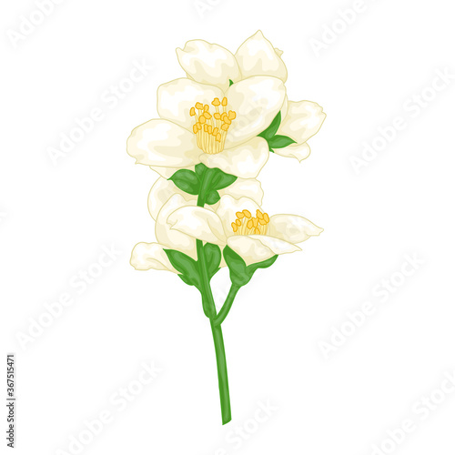 beautiful branch flower jasmine cartoon watercolour style isolated on white background. Hand-draw branch flowers. Design element for greeting card and invitation. Vector illustration