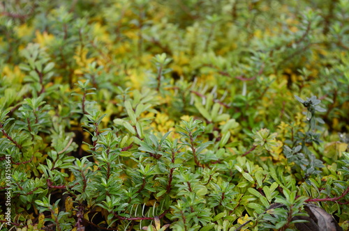 Closeup Salix hylematica know as dwarf willow with blurred background in rock garden