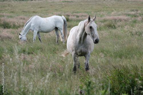 Pferde stehen auf der Weide und fressen © Erik
