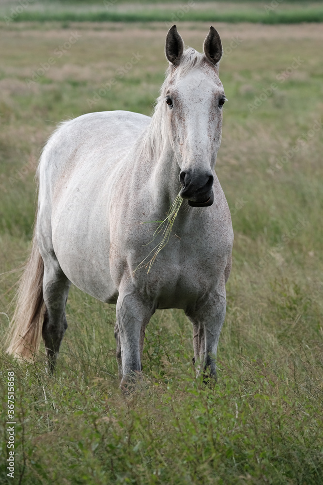 Ein Weißes Pferd steht auf der Weide Ein Weißes Pferd steht auf der Weide