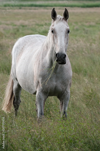 Fototapeta Naklejka Na Ścianę i Meble -  Ein Weißes Pferd steht auf der Weide