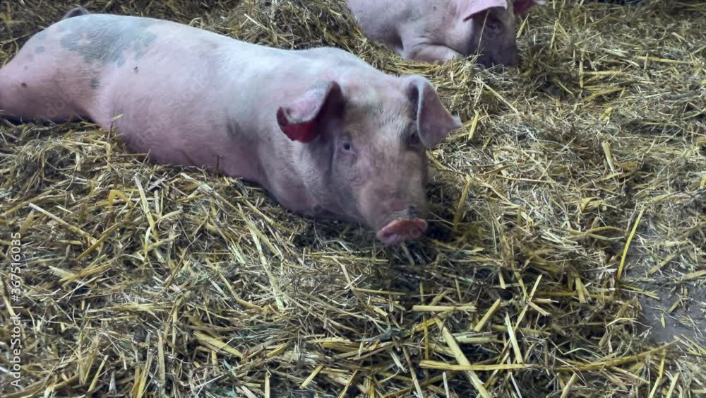 Pig farm. Piglets lie up on fresh straw inside the barn Pig farm. Piglets lie up on fresh straw inside the barn