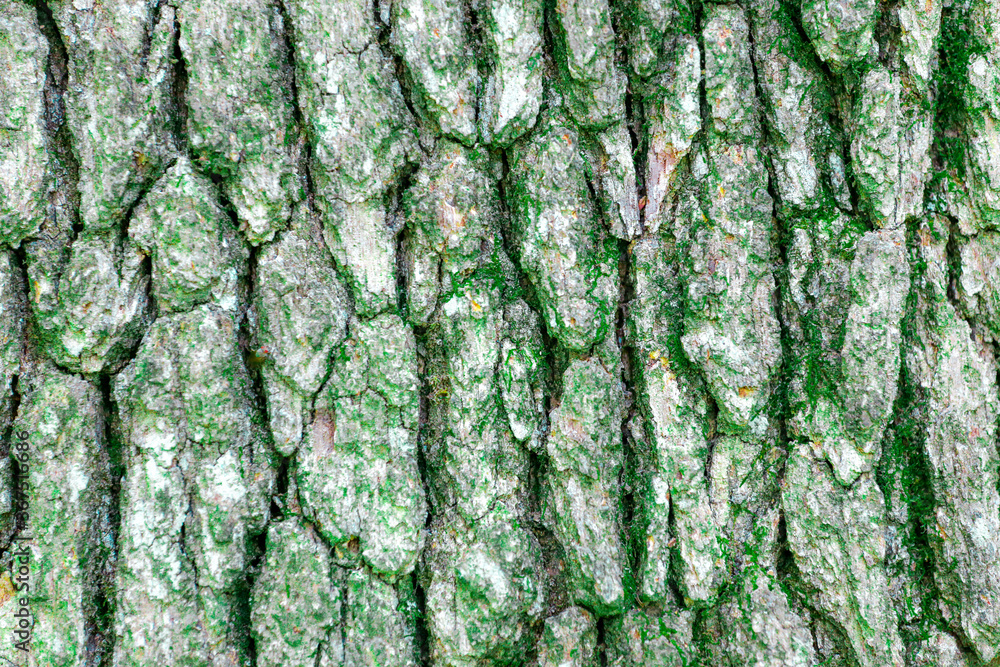 Tree background showing the color wood close-shot Tree background showing the color wood close-shot