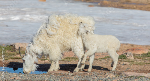 Fototapeta Naklejka Na Ścianę i Meble -  Baby mountain goat (kid) interacting with its mother. 