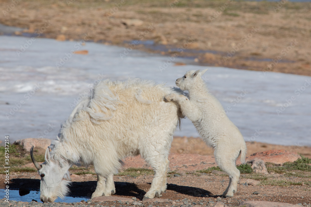 Baby mountain goat (kid) interacting with its mother. 