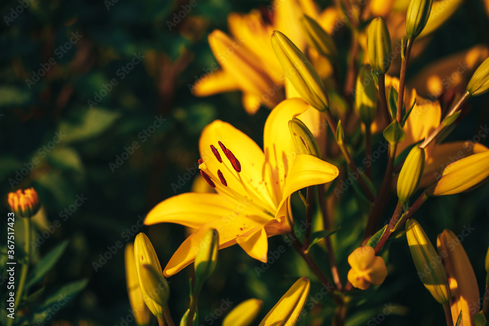 Obraz premium Beautiful yellow lily in the garden outdoors, lily blossom, spring time, nature bloom