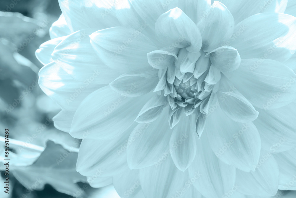 Obraz premium Macro of Garden Dahlia flower blossom in the park (Dahlia hybrid, Compositae) - monochrome style pictures
