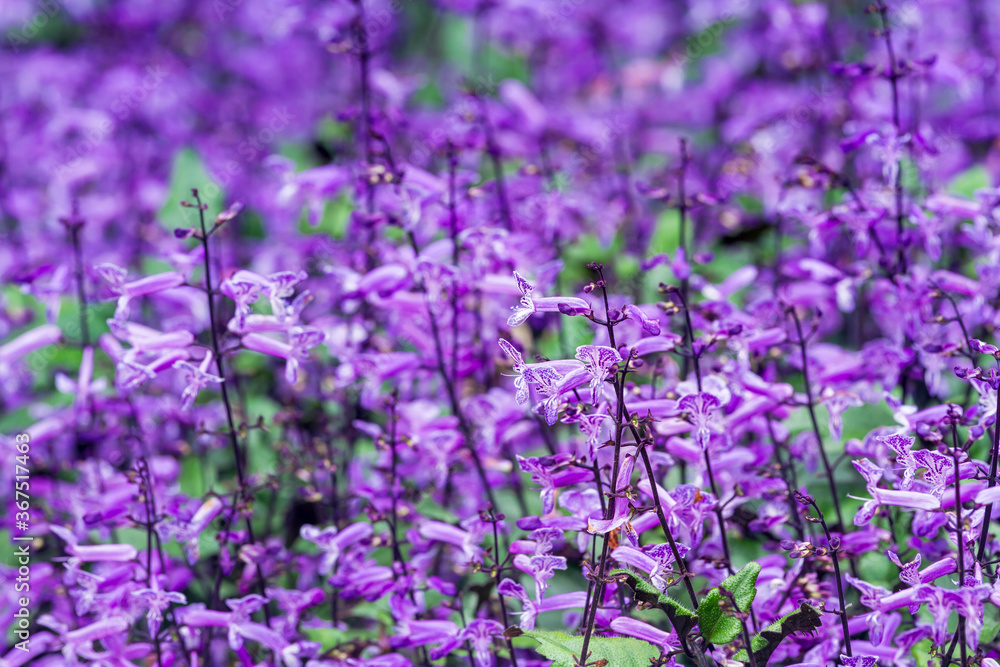 Obraz premium Many of small purple and white flowers blooming in flower garden