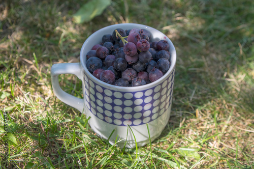 Amelanchier ripened fruits serviceberries in retro ceramic mug, harvested tasty shadbush juneberry in green grass photo