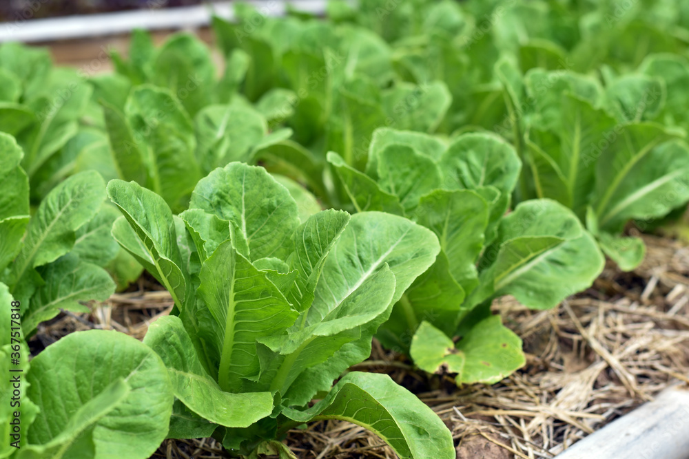 Close-up view, Fresh green leaf vegetables in the soil plot for cooking. Close-up view, Fresh green leaf vegetables in the soil plot for cooking.