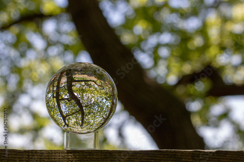 beautiful woodland scene captured in a crystal ball photo