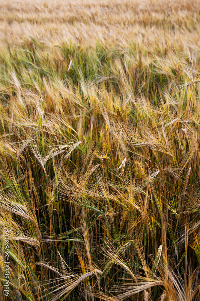 Fototapeta premium jeczmien zboze pole wies 大麦 