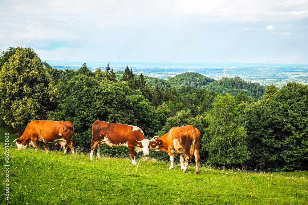 Brown mountain cows grazing on an alpine pasture in Slovenia