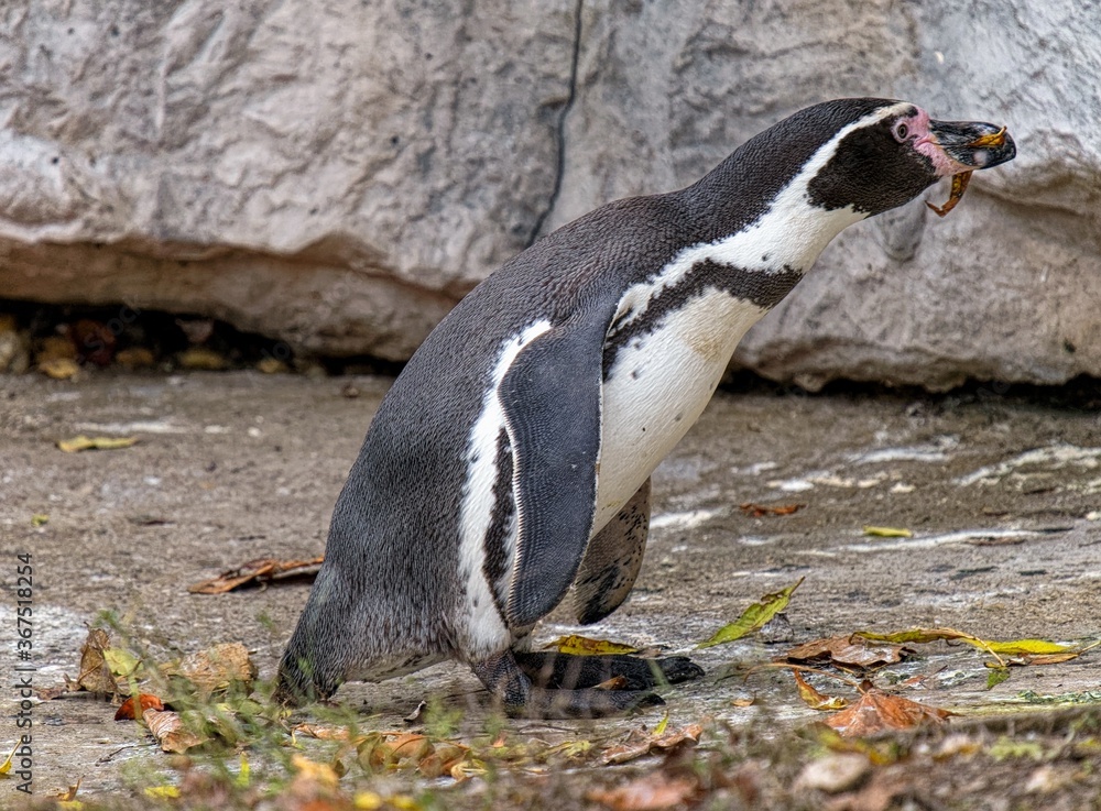 Fototapeta premium penguin on the rocks