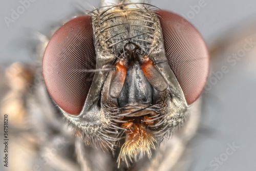 Makro eines Fliegenkopfs (Portrait von vorne) isoliert mit Facettenauge, Antennen und geschlossenem Maul