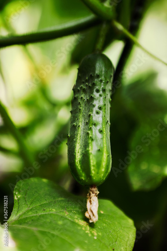  young cucumbers grow in the garden