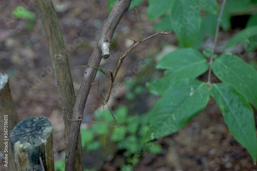 Walking Stick photo