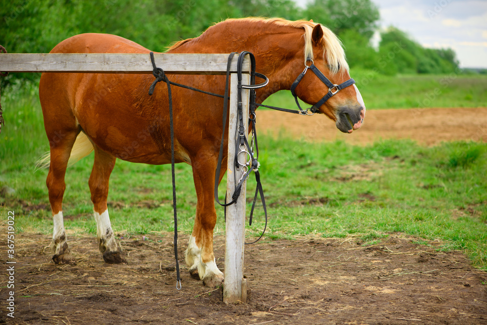 The adult red horse with the blue halter is standing next to the wooden hitching post. The adult red horse with the blue halter is standing next to the wooden hitching post.