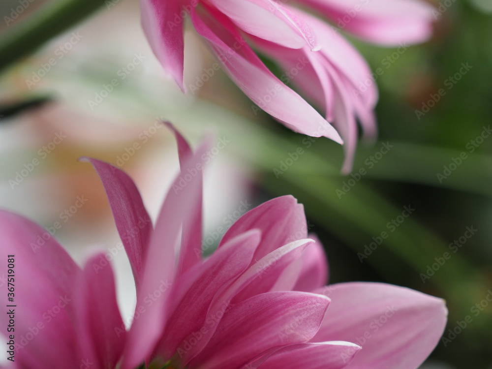 Petals of pink delicate flowers with grass in the background. Natural flowers with blurry background. The perfect bright background presents ecology and nature Petals of pink delicate flowers with grass in the background. Natural flowers with blurry background. The perfect bright background presents ecology and nature