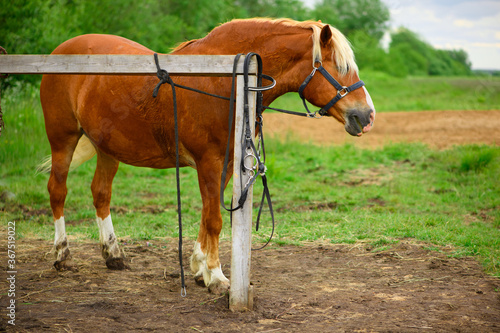The adult red horse with the blue halter is standing next to the wooden hitching post.