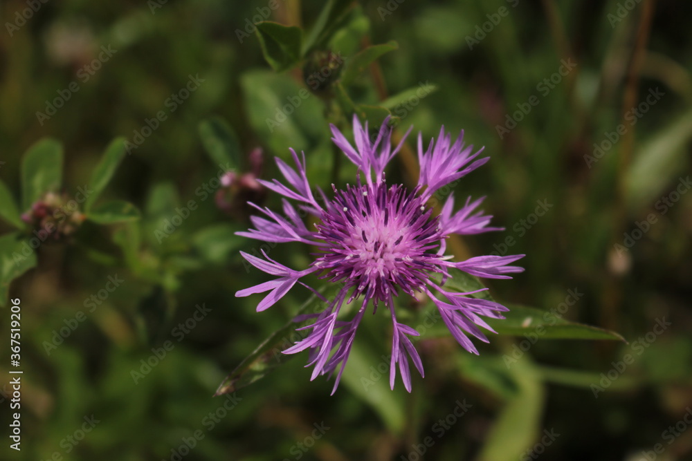 purple knapweed flower purple knapweed flower