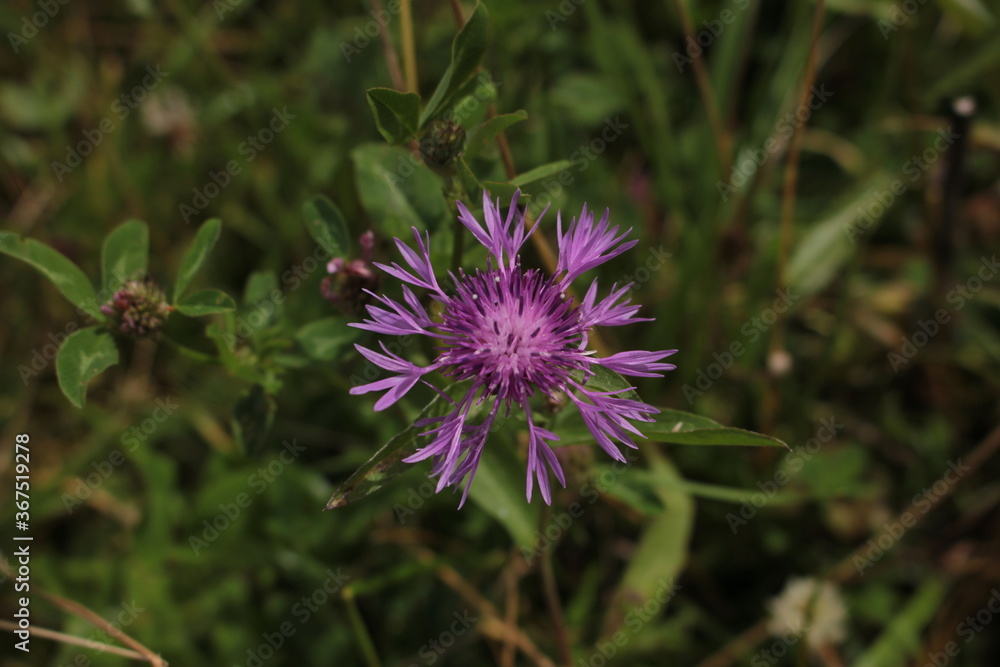 knapweed - wild summer flower knapweed - wild summer flower