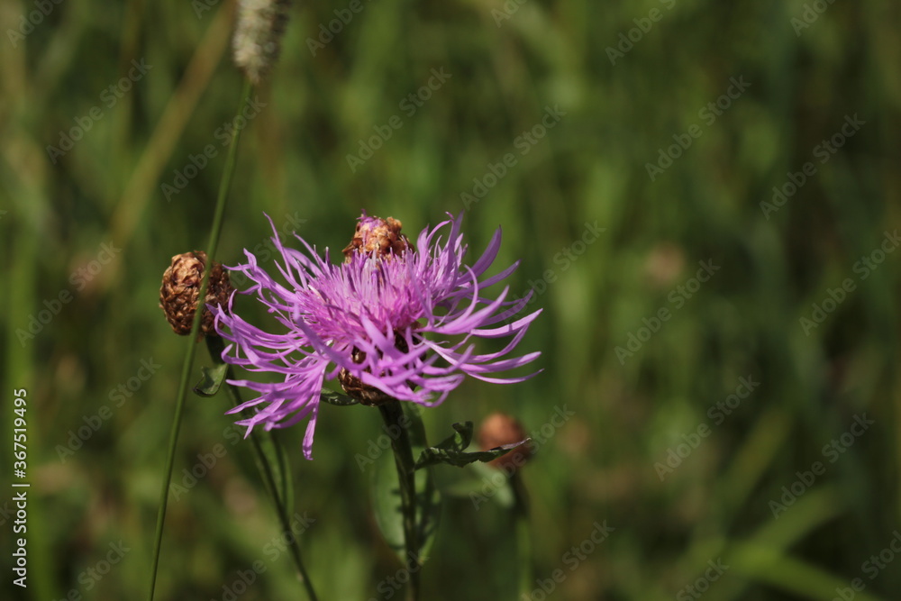 knapweed wild flower knapweed wild flower