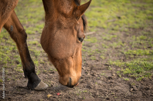 horse grazing close up