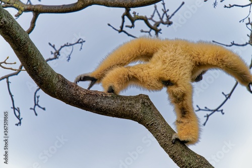 gibbon on a tree © Michael Knöbl