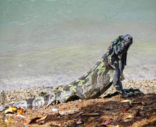 Leguan auf der Insel Isla de Margarita  Venezuela