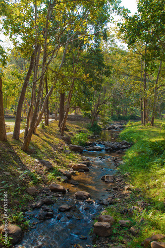 Stream in the forest in Pai, Thailand