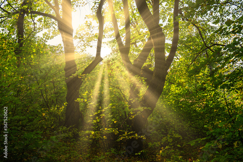 Obraz na płótnie Bright Sun Beams Shining Through Trees. Magestic autumn sunset. w salonie