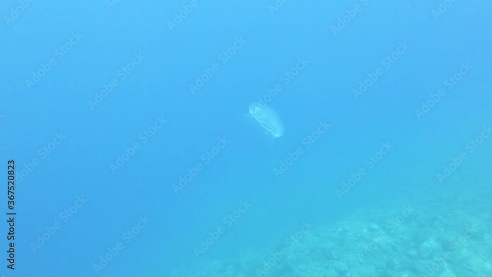 Close up of a jellyfish slowly making its way through clear blue ocean water Close up of a jellyfish slowly making its way through clear blue ocean water