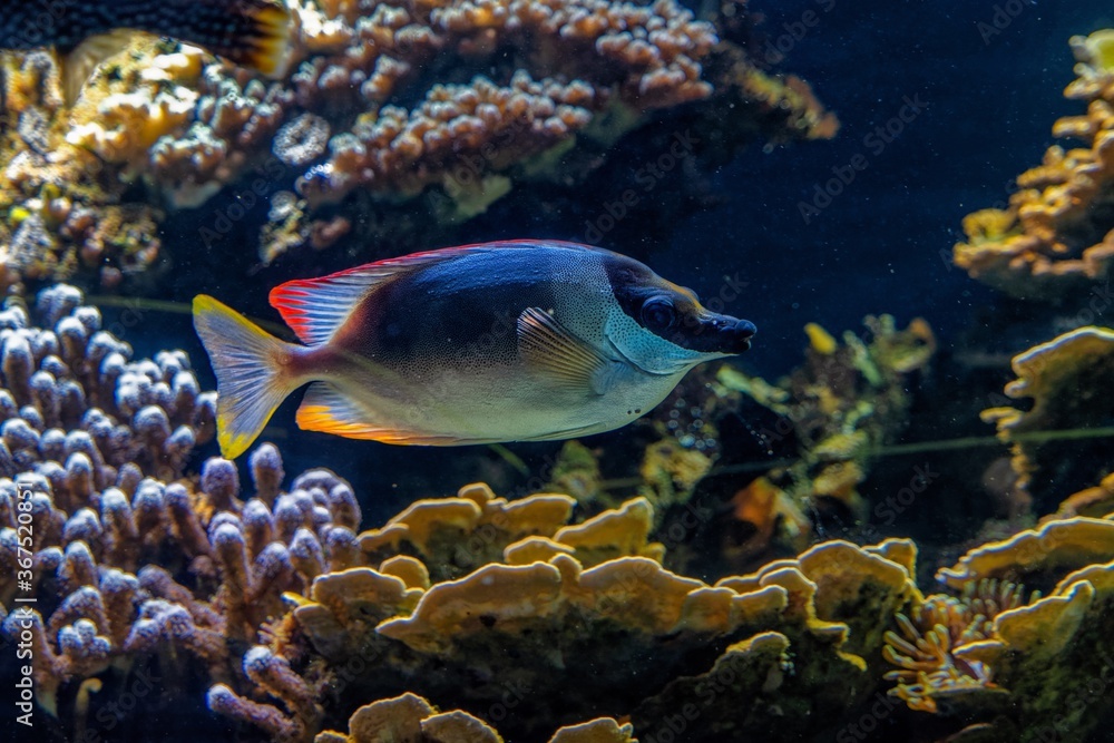 Tropical Fish And Coral Reef Tropical Fish And Coral Reef