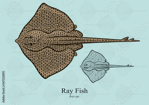 Ray Fish. Vector illustration with refined details and optimized stroke that allows the image to be used in small sizes (in packaging design, decoration, educational graphics, etc.)
