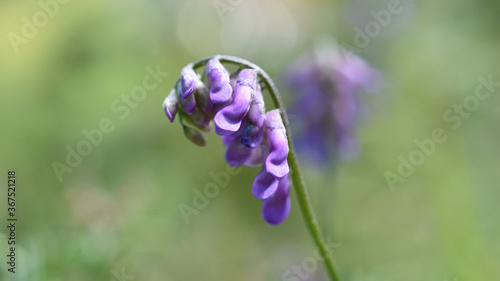 Vogel-Wicke, Vicia cracca, Blüte in zartem Lila und feinen Grüntönen im Hintergrund, Frühlingsfarben photo