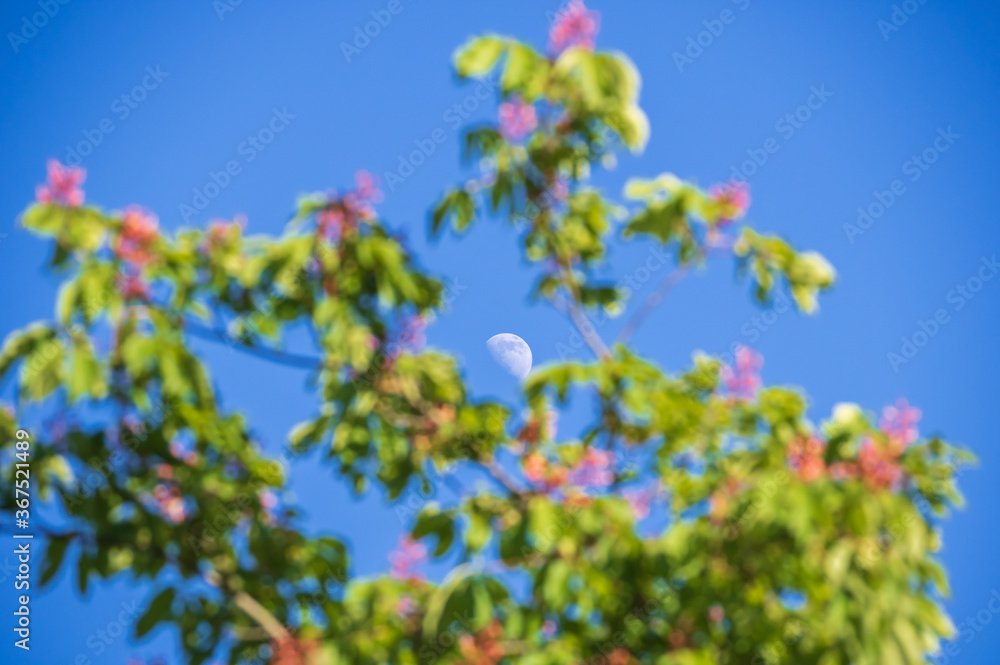 White moon in the blue clear sky in the middle of the picture with the blurry blossoming tree with pink flowers in the foreground. Focus on the moon
White moon in the blue clear sky in the middle of the picture with the blurry blossoming tree with pink flowers in the foreground. Focus on the moon