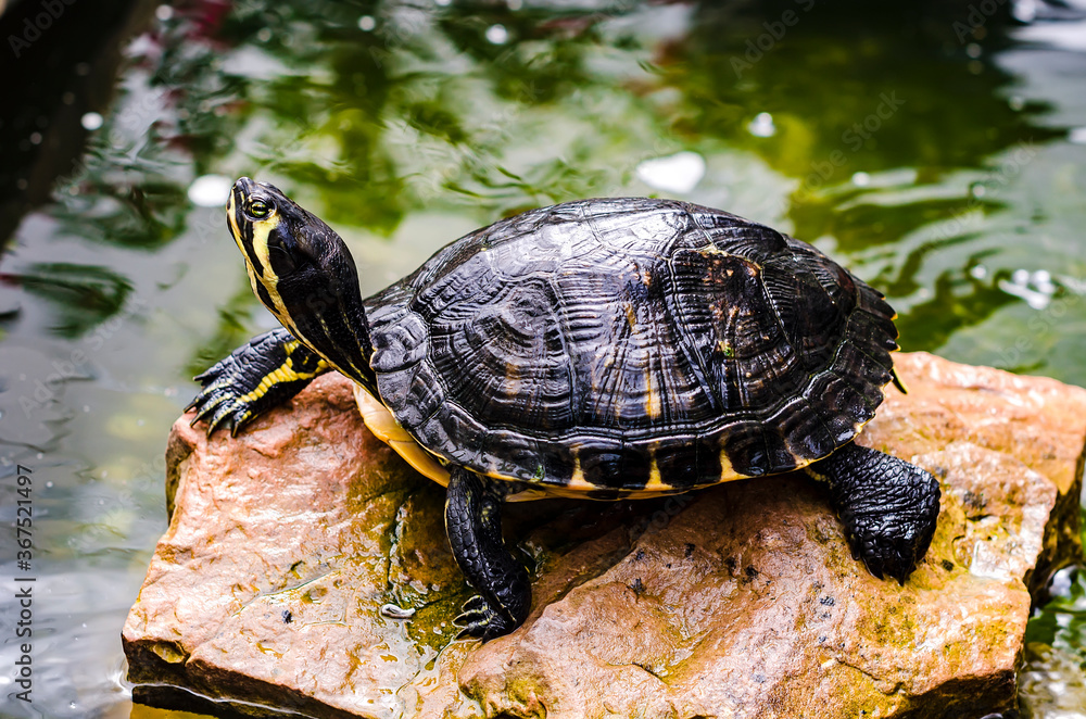 Small turtle on stone near an artificial reservoir. Small turtle on stone near an artificial reservoir.