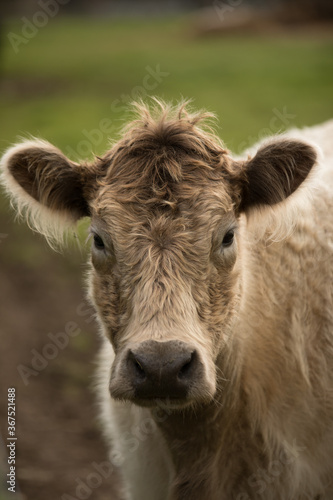 engaging teenage calf/cow © idan