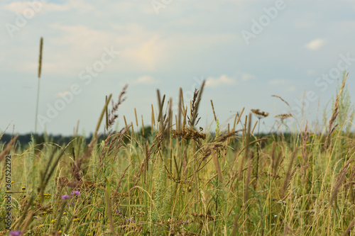 field grasses in the wind