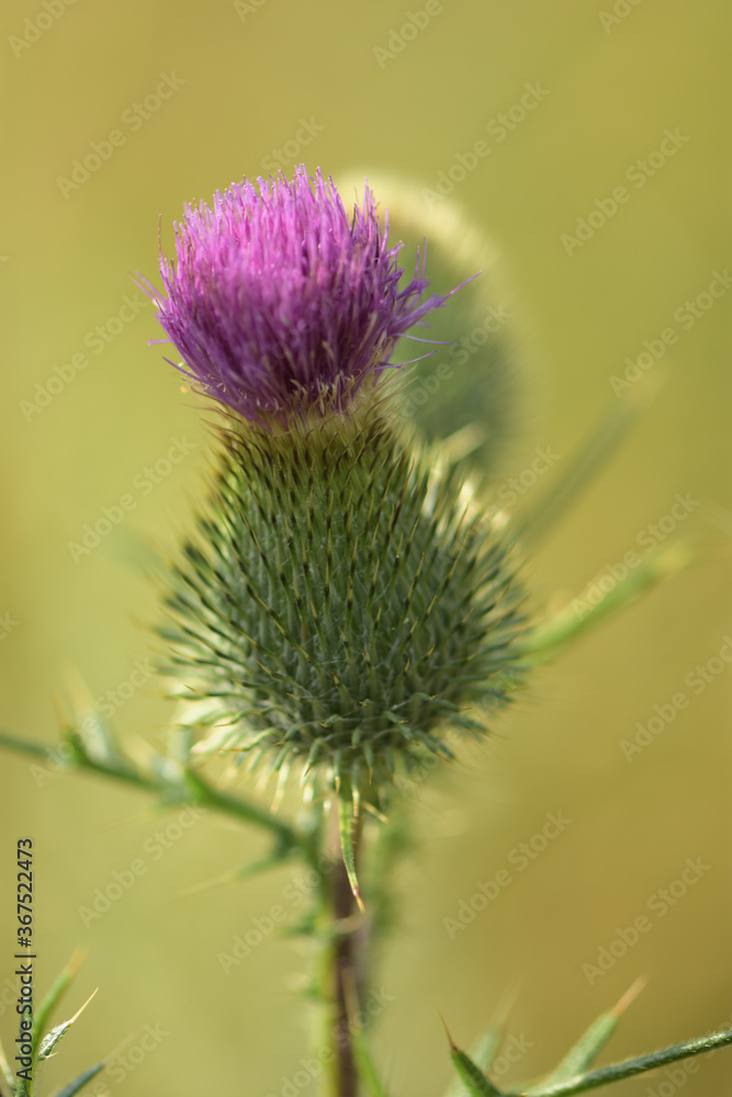 thistle flower on a meadow thistle flower on a meadow