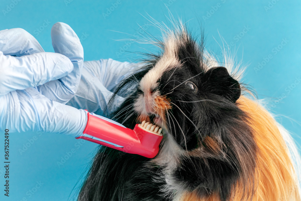 The veterinarian brushes the teeth of a guinea pig. Stock Photo