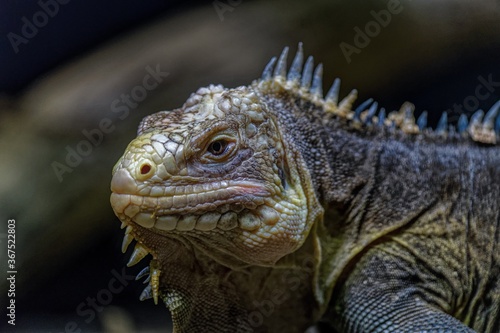 close up of iguana © Michael Knöbl