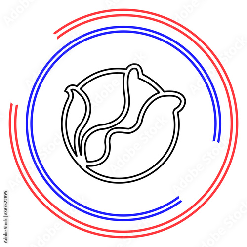 vector cabbage or lettuce illustration isolated