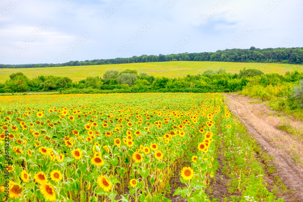 Field of sunflowers in july