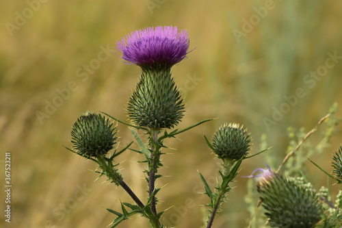 Wallpaper Mural purple thistle flower Torontodigital.ca